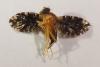 Blepharoneura sp.